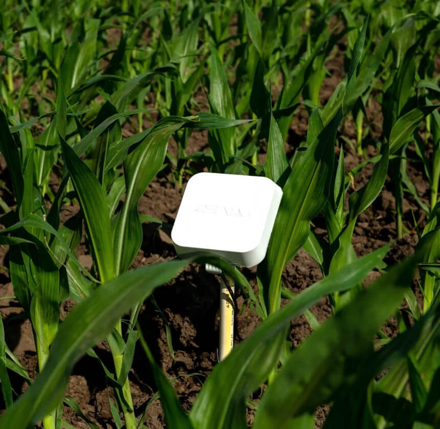 Corn Field with Flex-Watermark