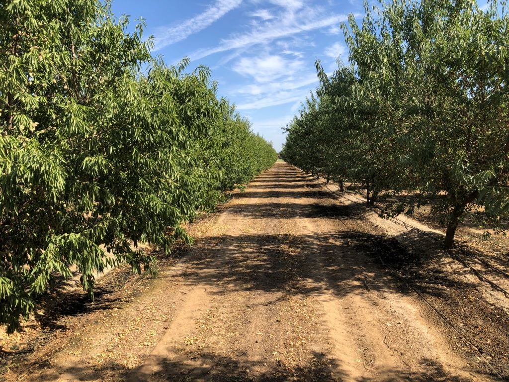 Almond Grove - 1024