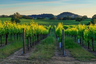 Vineyard - 1024 Vineyard - 1024