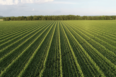 Seed Corn2 Seed Corn2