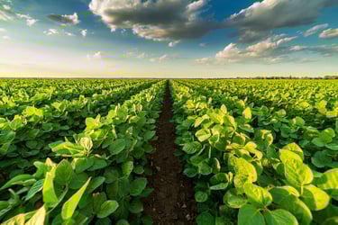 Soybean Field - 1024 Soybean Field - 1024