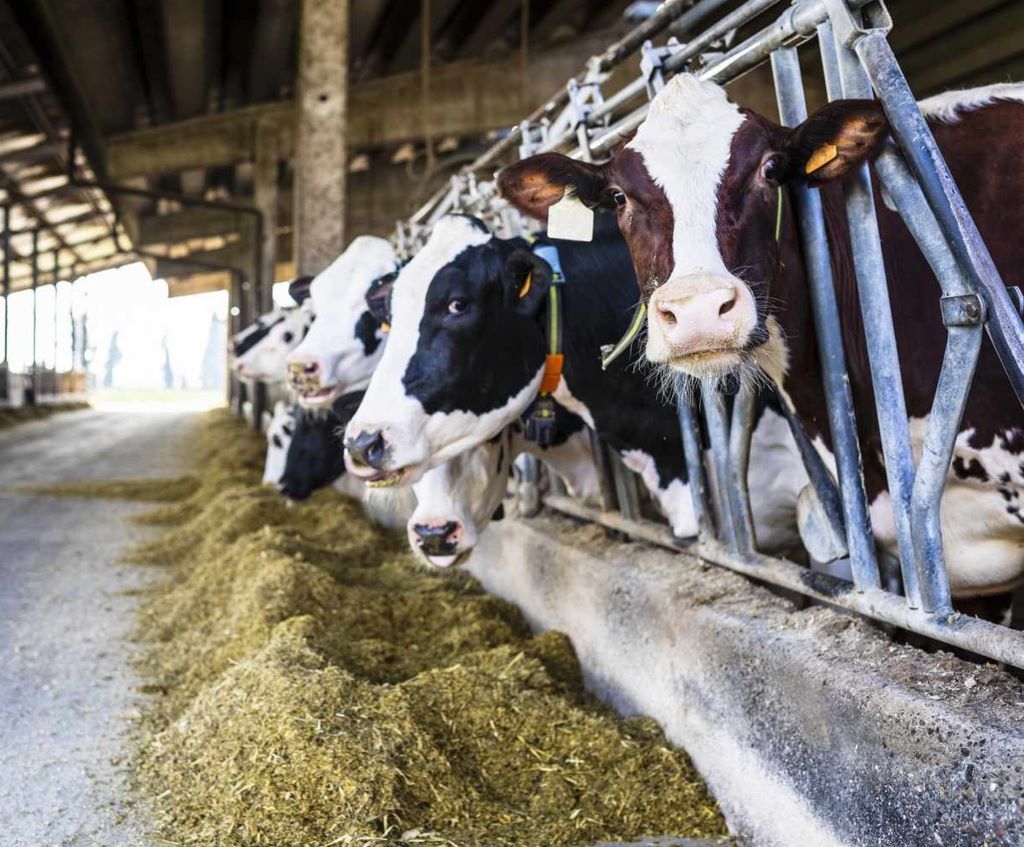 Dairy Cows - 1024 Dairy Cows - 1024