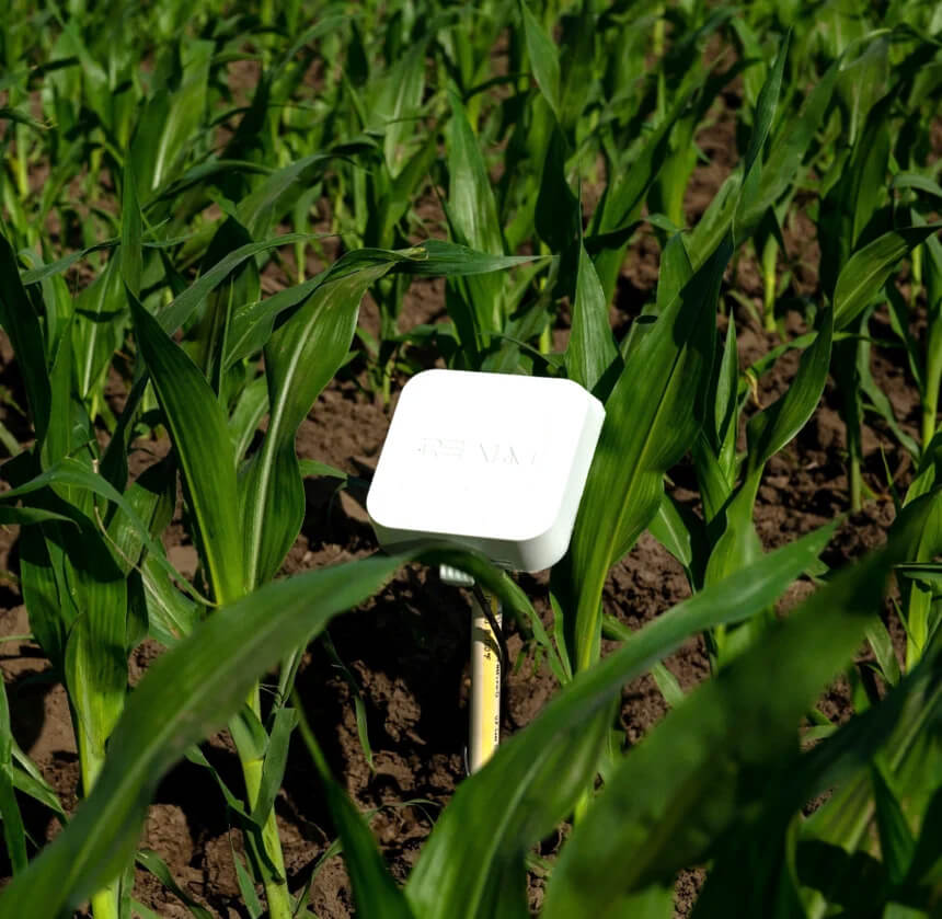 Corn Field with Flex-WM Watermark Compressed