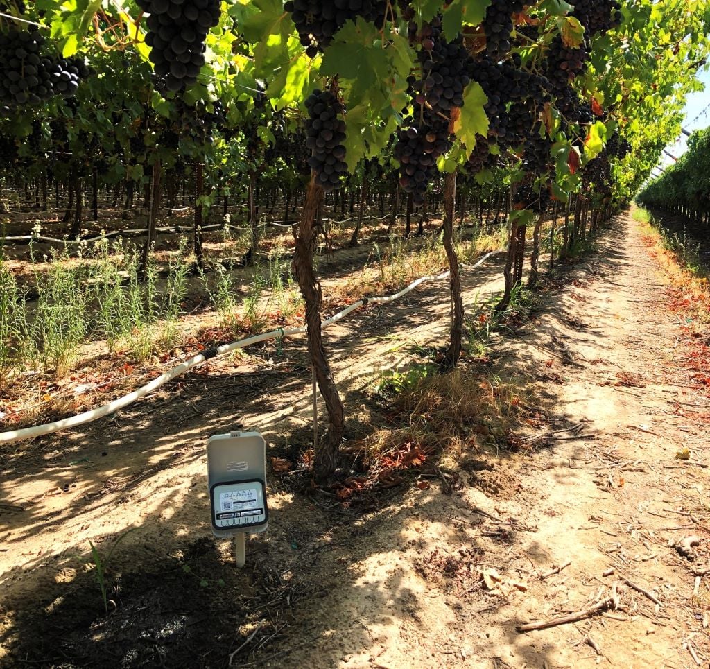 RealmFive Flex-CA in Vineyard